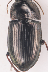 Amara scitula