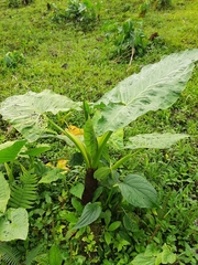 Xanthosoma undipes