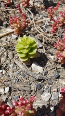 Phedimus stellatus