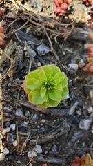 Phedimus stellatus