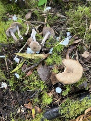 Inocybe pusio