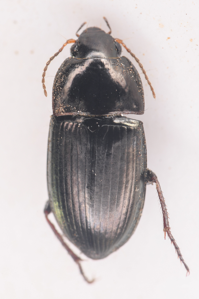 Amara scitula