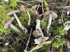 Inocybe pusio