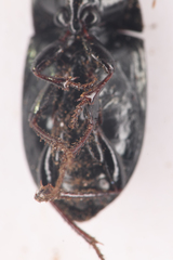 Amara scitula
