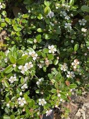 Cotoneaster × suecicus
