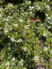 Cotoneaster × suecicus