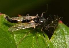 Cricotopus bicinctus