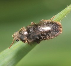Hyperisus plumbeus