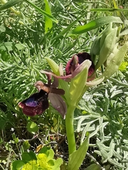 Ophrys bertolonii bertoloniiformis