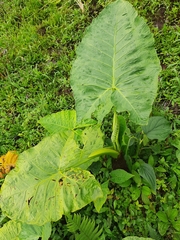 Xanthosoma undipes