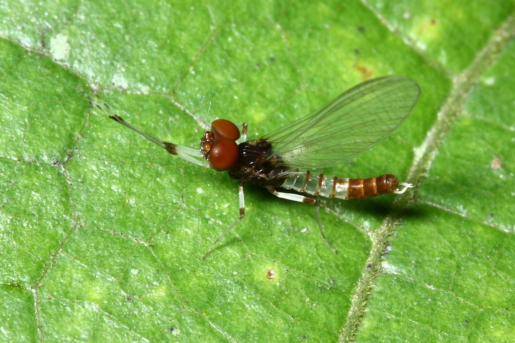 Pinned Mayfly Prong-gilled Mayflies from Tiputini Biodiversity Station, Orellana ...