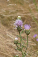 Cirsium engelmannii