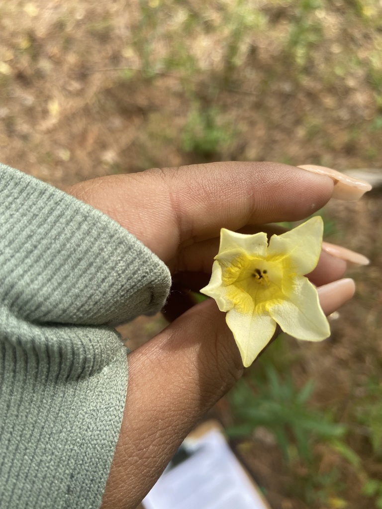 mock strawberry from Goldsboro, NC, US on April 26, 2022 at 0240 PM by