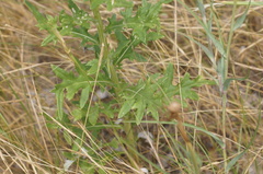 Cirsium engelmannii