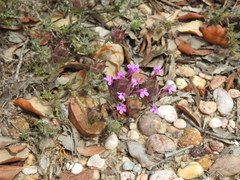 Thymus lotocephalus