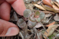 Crassula spathulata