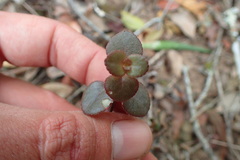 Crassula spathulata