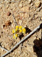 Eriophyllum pringlei