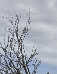 Spiza americana