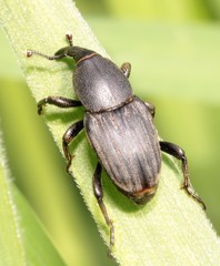 Sphenophorus striatopunctatus