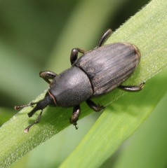 Sphenophorus striatopunctatus