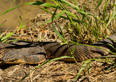 Nerodia rhombifer