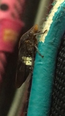 Homalodisca ichthyocephala