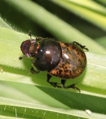 Onthophagus fracticornis