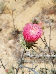 Cirsium andersonii