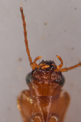 Tetragonoderus pallidus