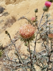 Cirsium andersonii