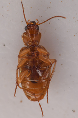 Tetragonoderus pallidus