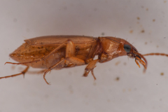 Tetragonoderus pallidus