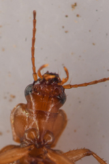 Tetragonoderus pallidus