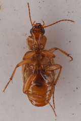 Tetragonoderus pallidus
