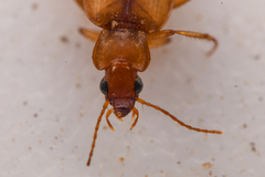 Tetragonoderus pallidus