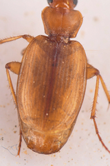 Tetragonoderus pallidus