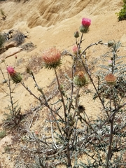 Cirsium andersonii