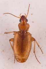 Tetragonoderus pallidus