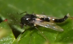 Cricotopus bicinctus