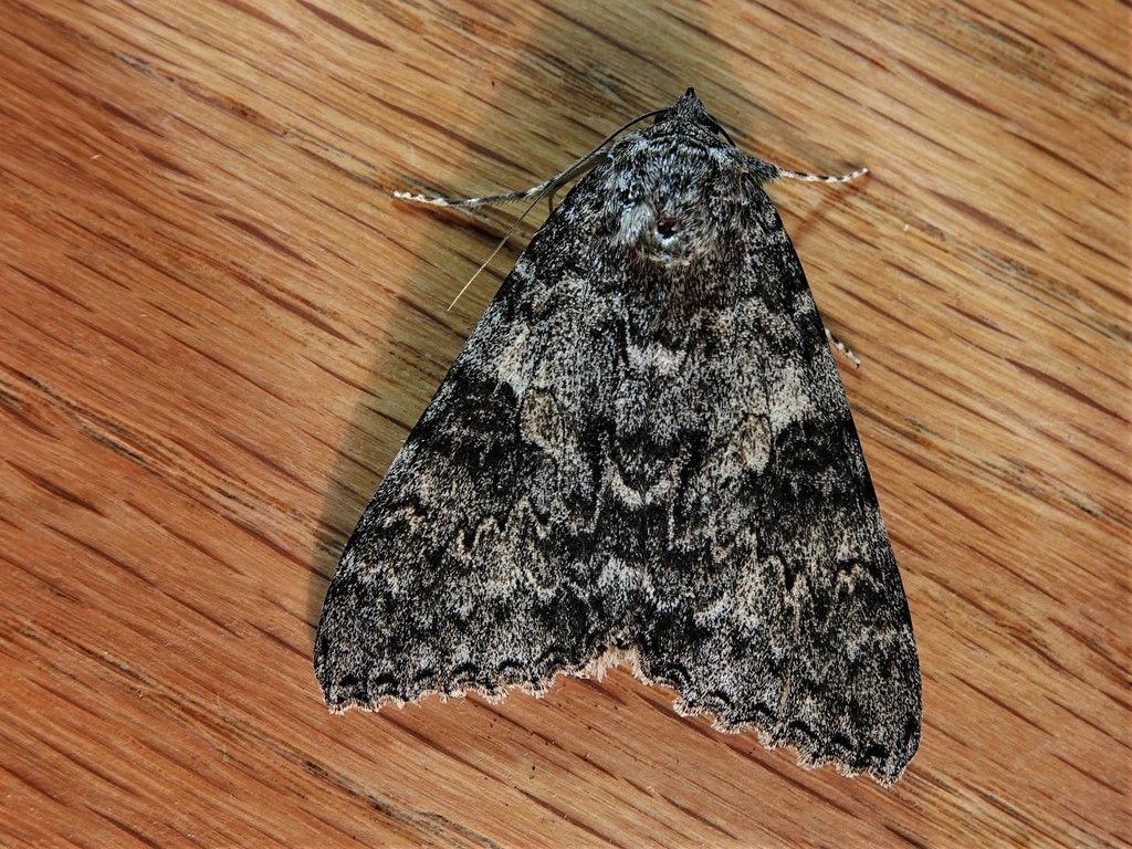 Underwing Moths from Rainy River District, ON, Canada on August 16