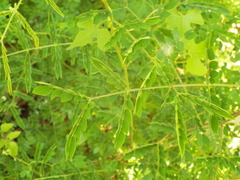 Mimosa malacophylla