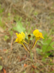 Linaria viscosa