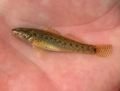 Etheostoma nigripinne
