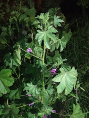 Malva sylvestris