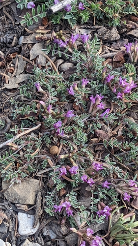 Image of Astragalus concordius by (c) Darrin Gobble, some rights reserved (CC BY)