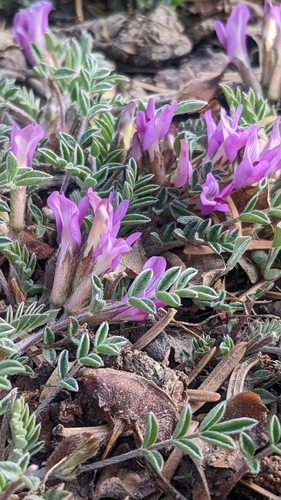 Image of Astragalus concordius by (c) Darrin Gobble, some rights reserved (CC BY)