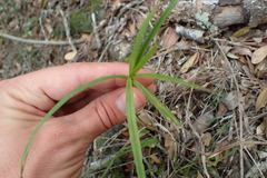 Cyperus albostriatus