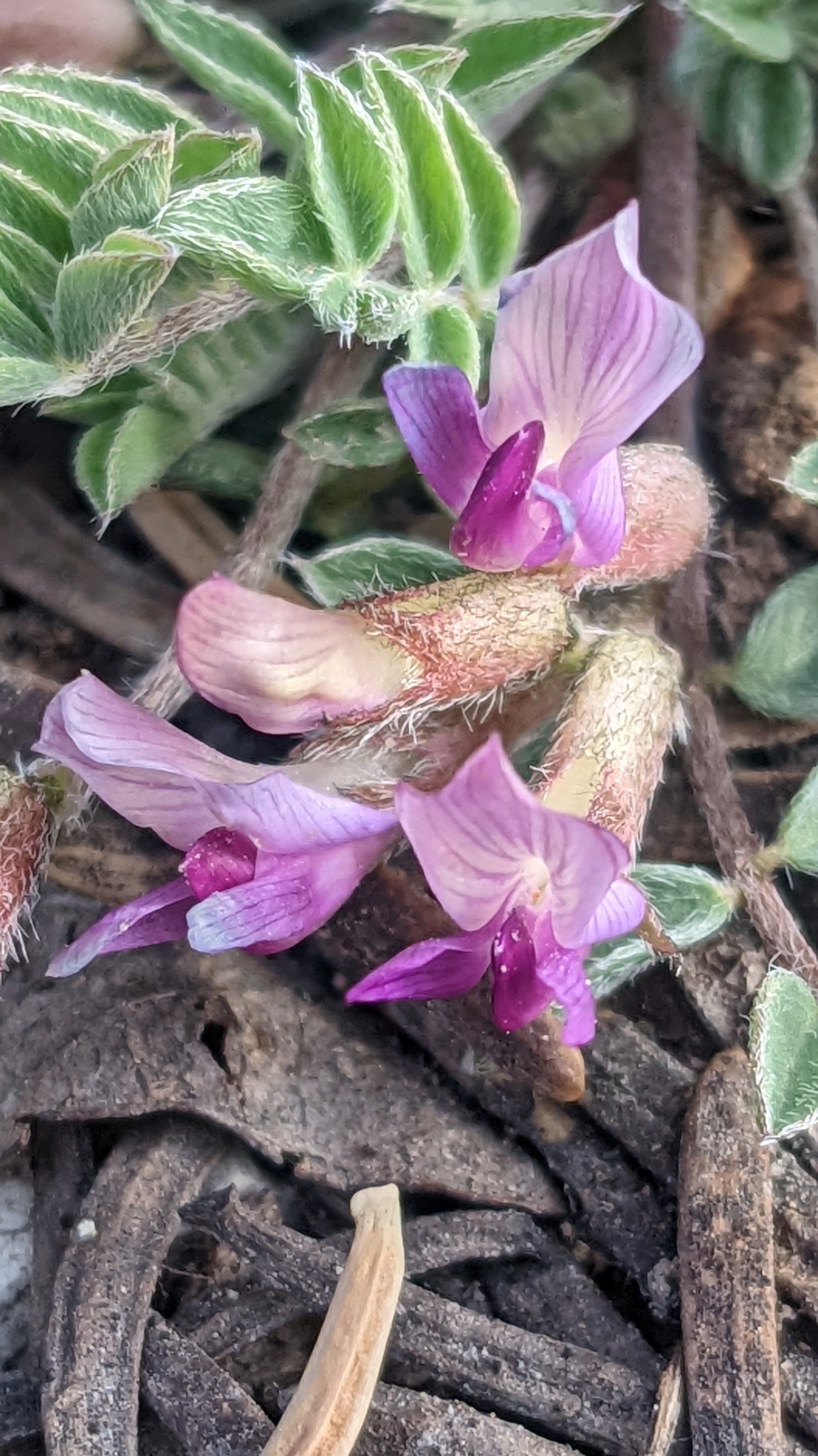 Astragalus concordius
