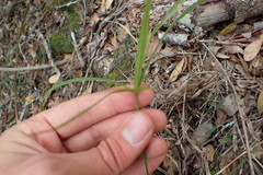 Cyperus albostriatus